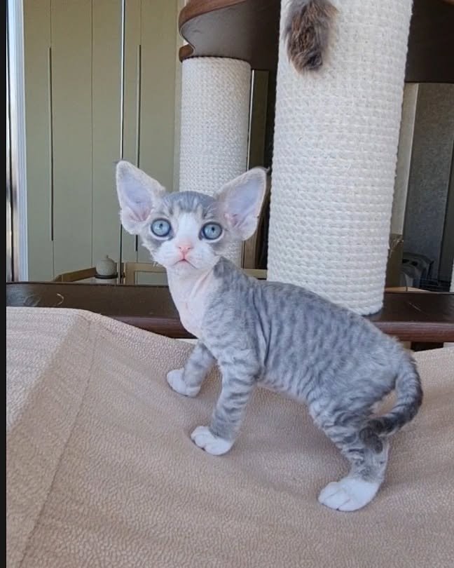 Max - Devon Rex Kitten